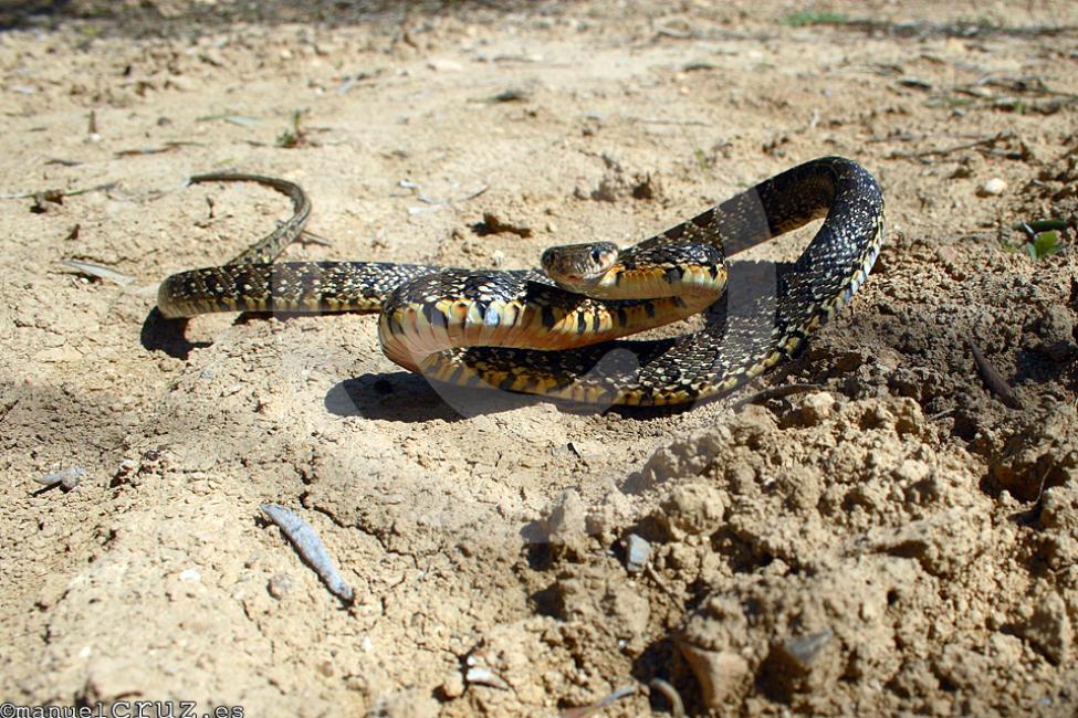 Culebra de herradura (Hemorrhois hippocrepis)